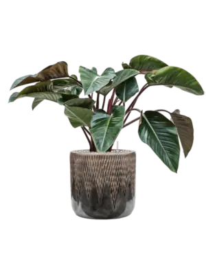 Soil (Vulkastrat)