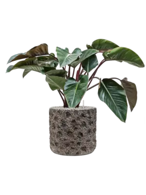 Soil (Vulkastrat)