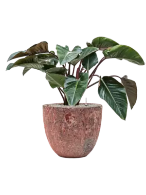 Soil (Vulkastrat)