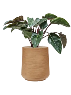 Soil (Vulkastrat)