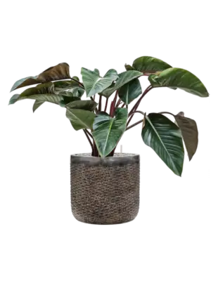 Soil (Vulkastrat)