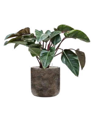 Soil (Vulkastrat)