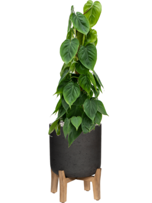 Soil (Vulkastrat)