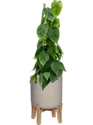 Soil (Vulkastrat)