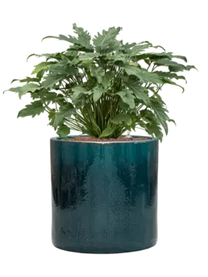Hydroculture