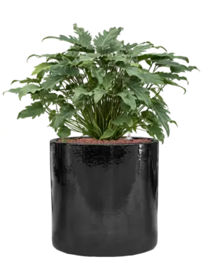 Hydroculture
