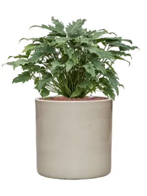 Hydroculture