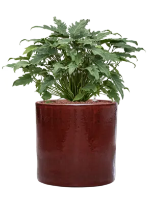 Hydroculture
