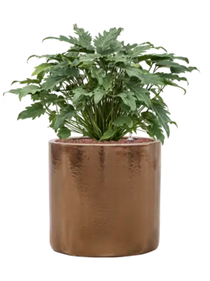 Hydroculture