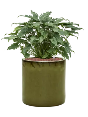 Hydroculture
