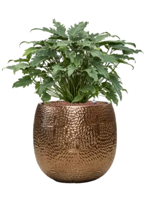 Hydroculture