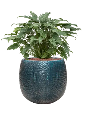 Hydroculture