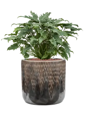 Hydroculture