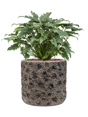 Hydroculture