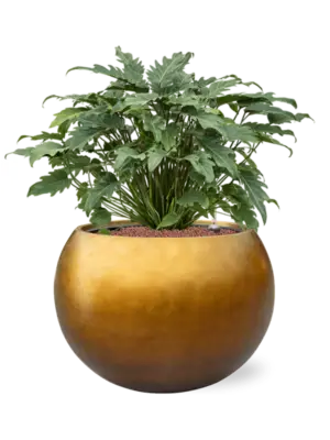 Hydroculture