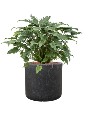 Hydroculture