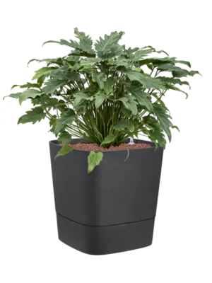 Hydroculture