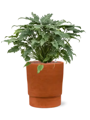 Hydroculture