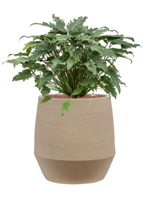 Hydroculture