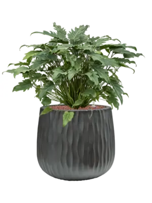 Hydroculture