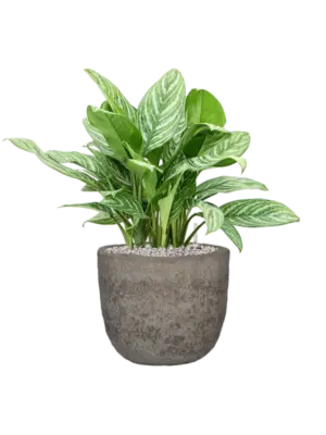 Soil (Vulkastrat)