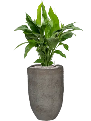 Soil (Vulkastrat)