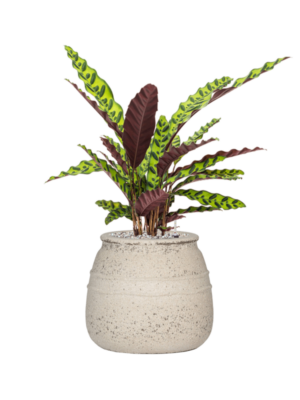 Soil (Vulkastrat)