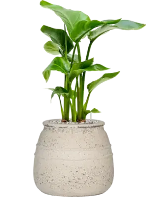 Soil (Vulkastrat)