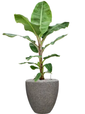 Soil (Vulkastrat)