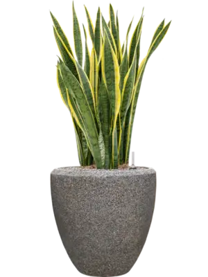 Soil (Vulkastrat)