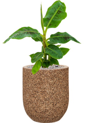 Soil (Vulkastrat)