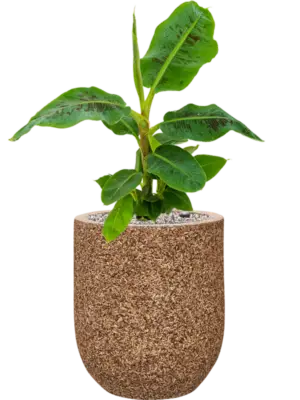 Soil (Vulkastrat)