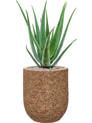 Soil (Vulkastrat)