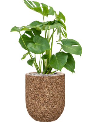 Soil (Vulkastrat)