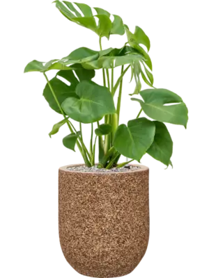 Soil (Vulkastrat)