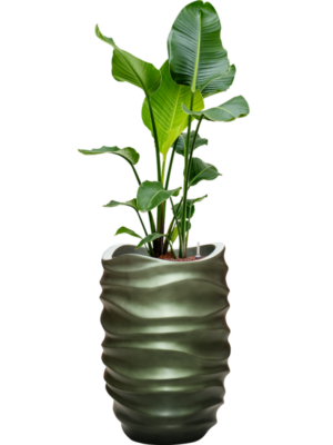 Hydroculture