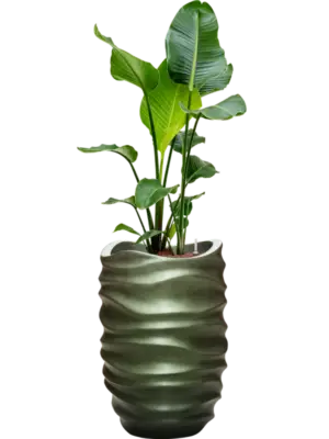 Hydroculture