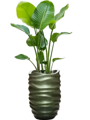 Soil (Vulkastrat)