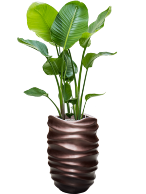 Soil (Vulkastrat)