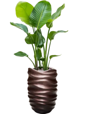 Soil (Vulkastrat)
