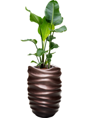 Hydroculture