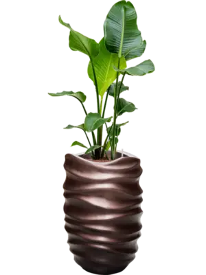Hydroculture