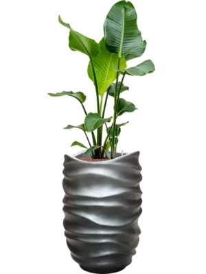 Hydroculture