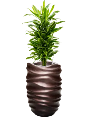 Soil (Vulkastrat)