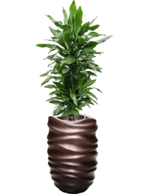 Soil (Vulkastrat)