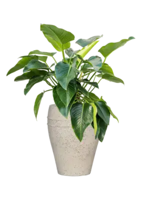 Soil (Vulkastrat)