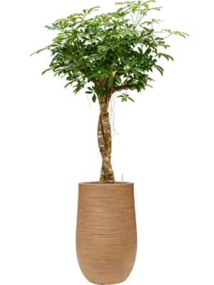 Hydroculture