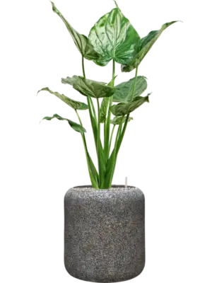 Soil (Vulkastrat)