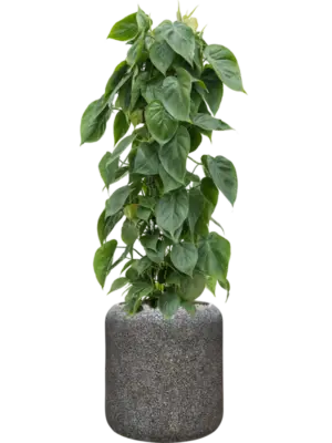Soil (Vulkastrat)