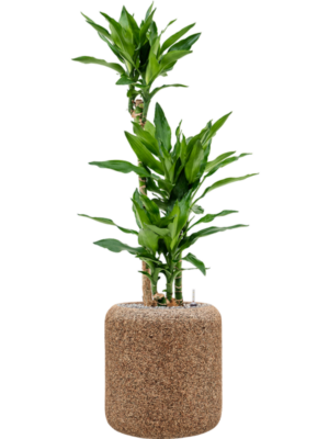 Soil (Vulkastrat)